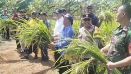 Petani Grogol Panen Raya Padi Program Pertanian Cerdas Pemanfaatan Lahan Kering
